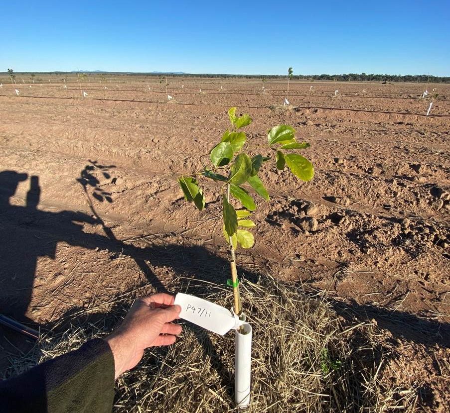Jet Zero has established a 10ha trial plantation of pongamia at Powlathanga, south-west of Charters Towers.